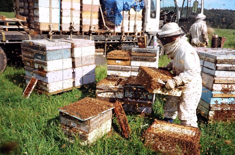 Honey bee rental