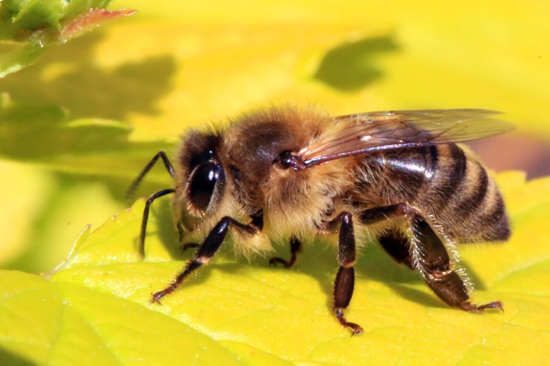 Honey bee Apis mellifera