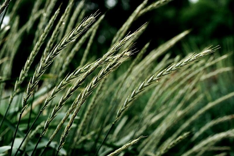 Hybrid perennial wheat in the field