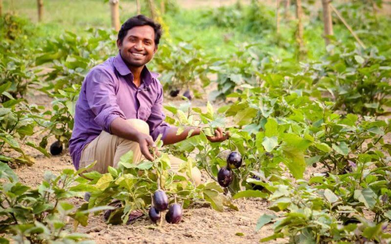 Farmer Hafizur Rahman, resident of Tangail district north of Dhaka, is now on his second year of growing pest-resistant Bt brinjal. Credit: Feed the Future