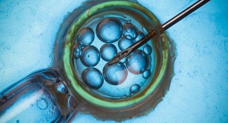 IVF and DNA injection via Shutterstock x