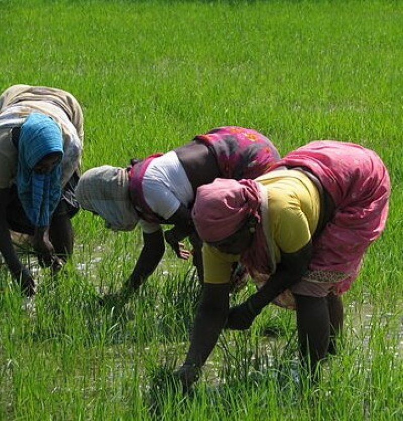 India Sights Culture Planting Rice Paddy e