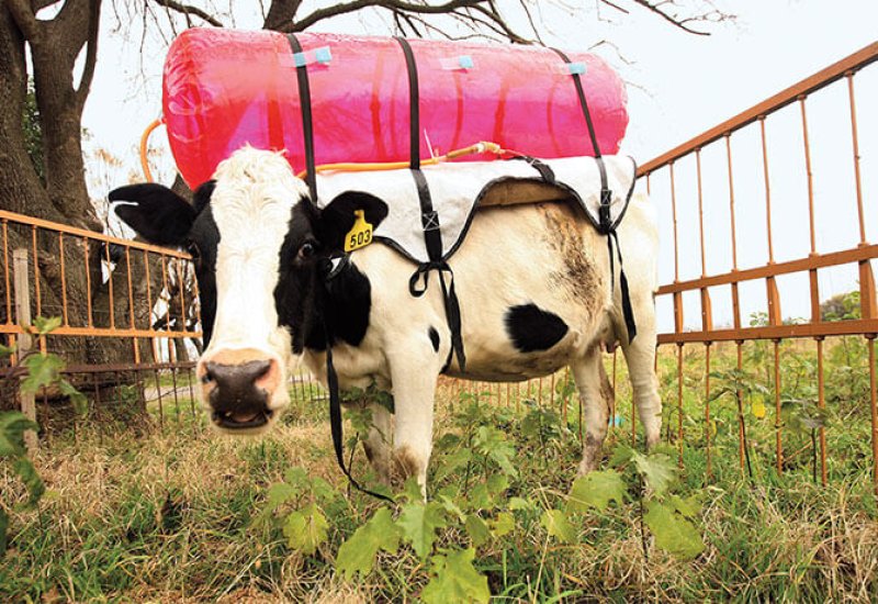 'Backpacks' for cows that catch their green house gas burps. Credit: Marcos Brindicci via Reuters