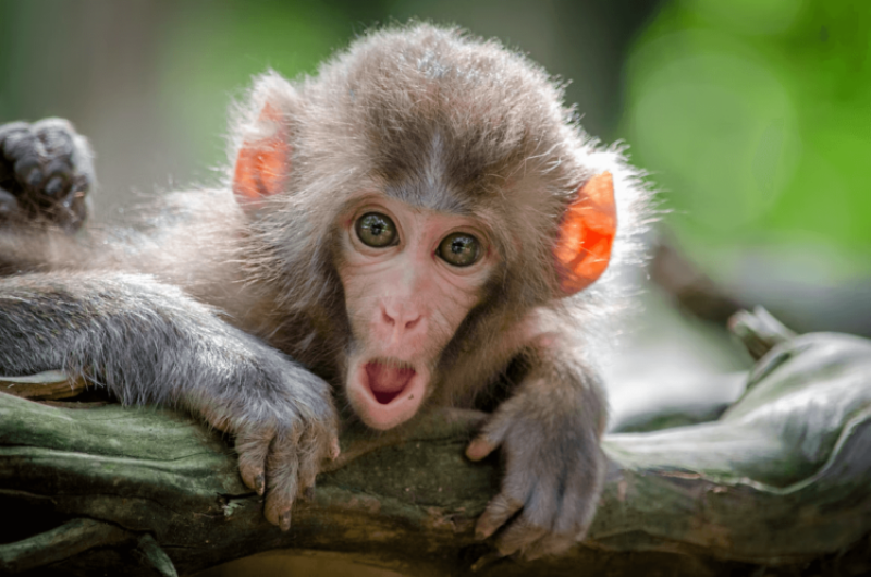 ‘This is simply mind-blowing’: Monkeys pregnant with synthetic embryos made from stem cells