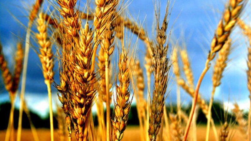 Japan calls for more GMO info before lifting US wheat ban strict xxl