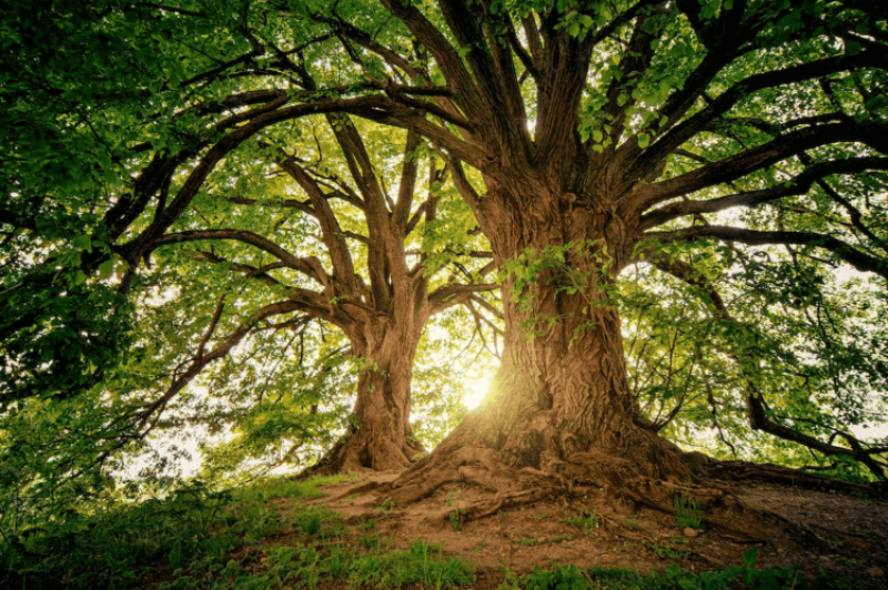 Disneyfication of science? Examining the claim that trees 'talk' to each other
