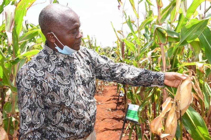 Kenyan farmer John Kamau inspects an ear of Bt maize at the Thika test plot. Credit: Verenardo Meeme