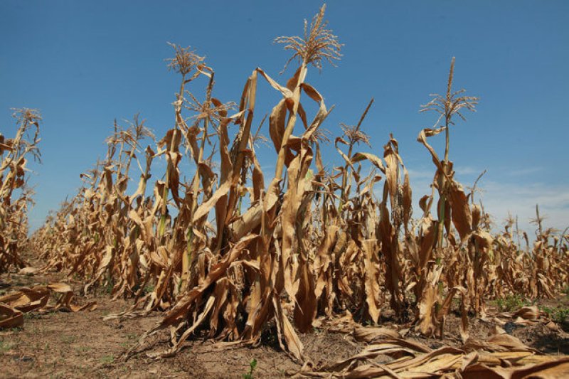 Kansas Drought Corn
