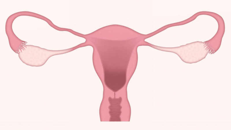 Removing both ovaries can have overlooked brain health consequences in the long run