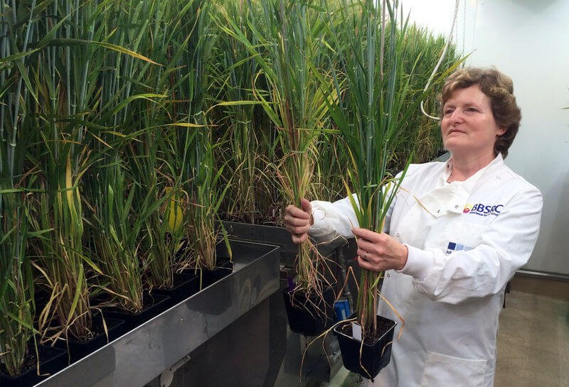 Professor Wendy Harwood with barley plants that have undergone gene editing at the John Innes Centre. Credit: Stuart McDill/Reuters