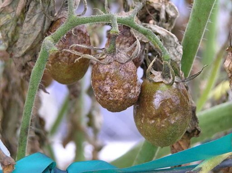 Late blight of tomato caused by Phytophthora infestans