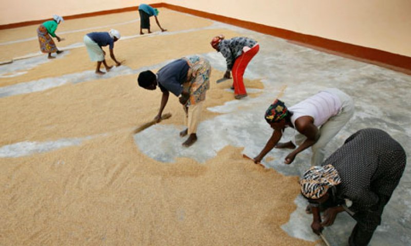 MDG MGO in Ghana Farmer