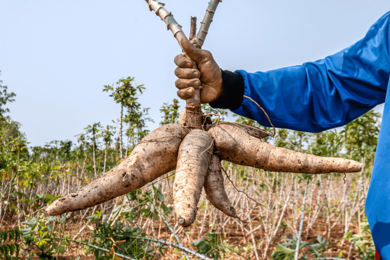 Disease-resistant GM cassava promises to be game-changer for Kenya