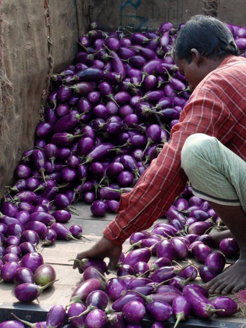 Market Bangladesh with brinjal eggplant
