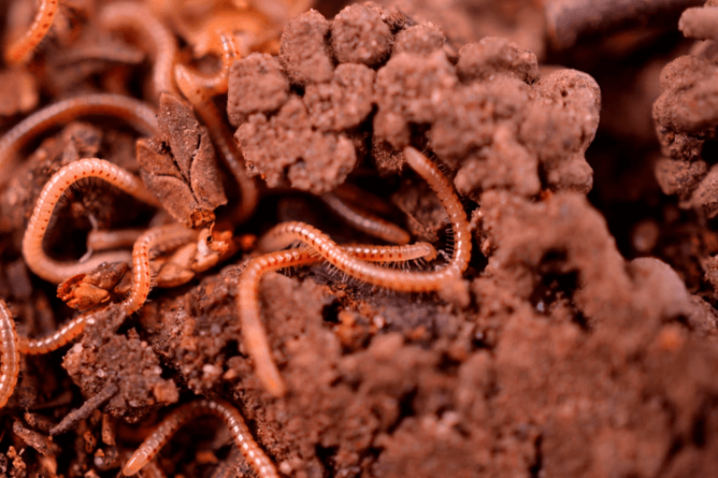 Got the marijuana munchies? Innovative worm study may help solve the mystery
