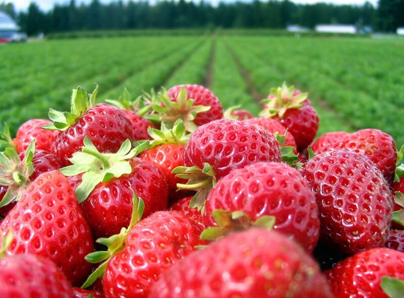 NC Strawberry Grower
