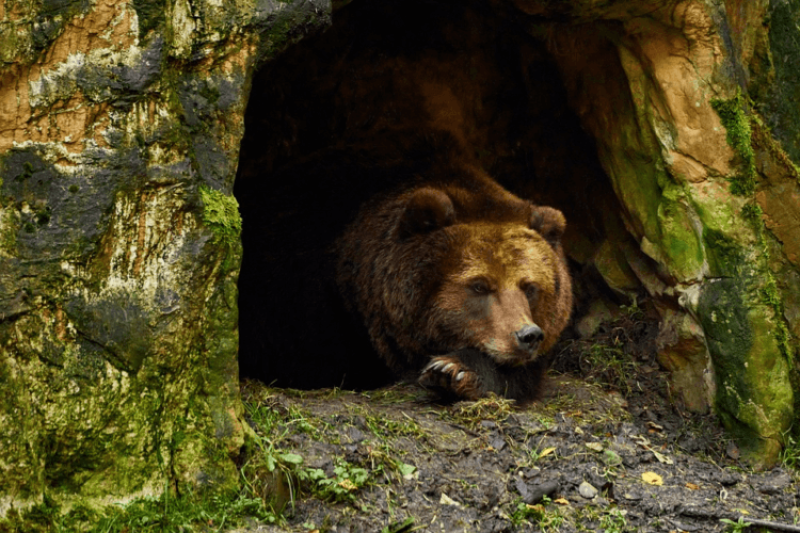 Intergalactic travel: If we want to explore deep space, humans will have to ‘hibernate like bears’