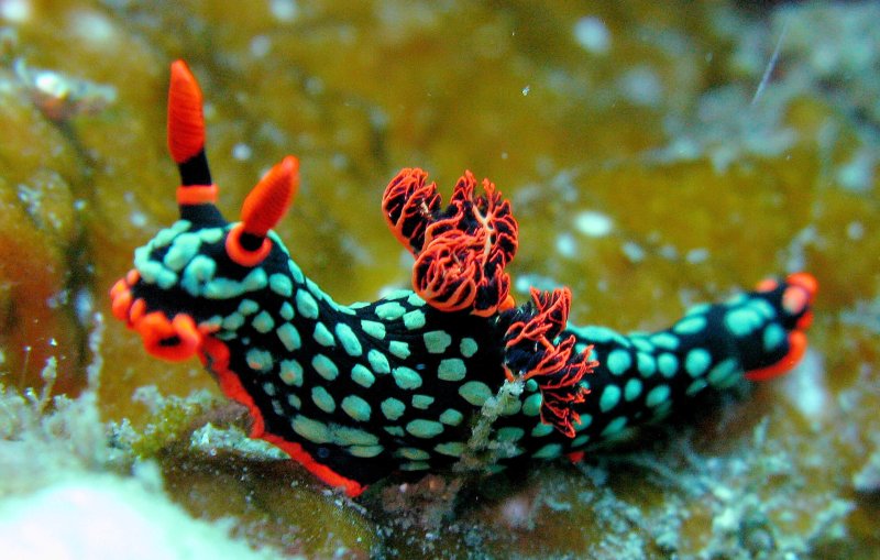Are sea slugs conscious? Credit: Wikimedia