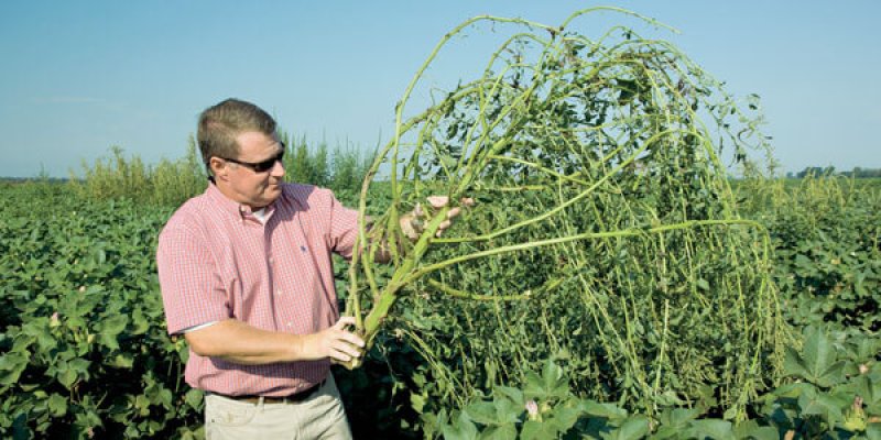 New Superweeds now resist Monsantos Roundup