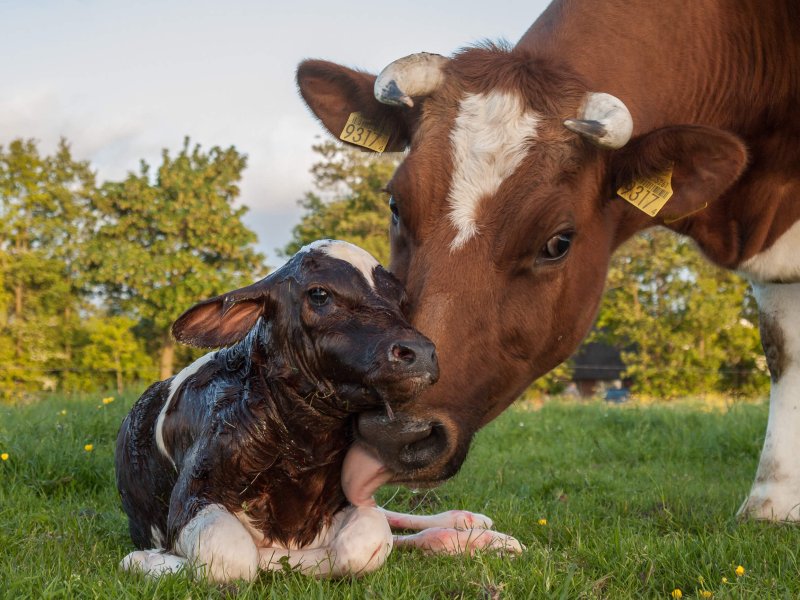 Animal gene editing breakthrough: Bringing Angus beef raised from