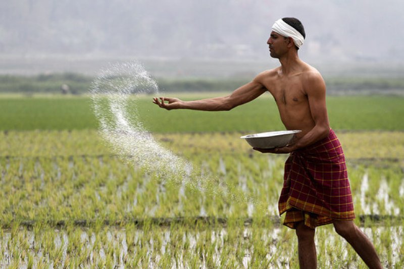 A farmer in India tosses fertilizer on a field.