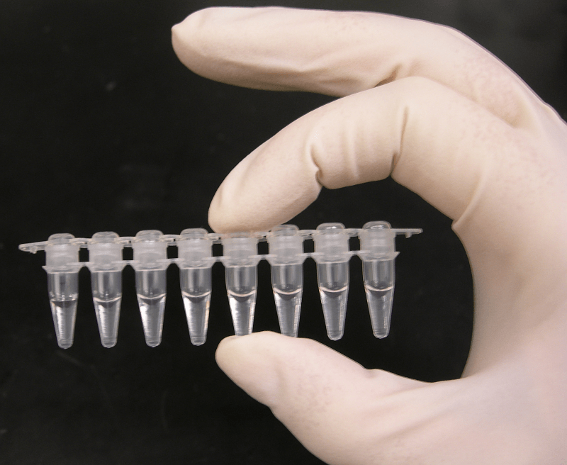 Tubes used for polymerase chain reaction (PCR) testing. Credit: Madprime via CC0-1.0