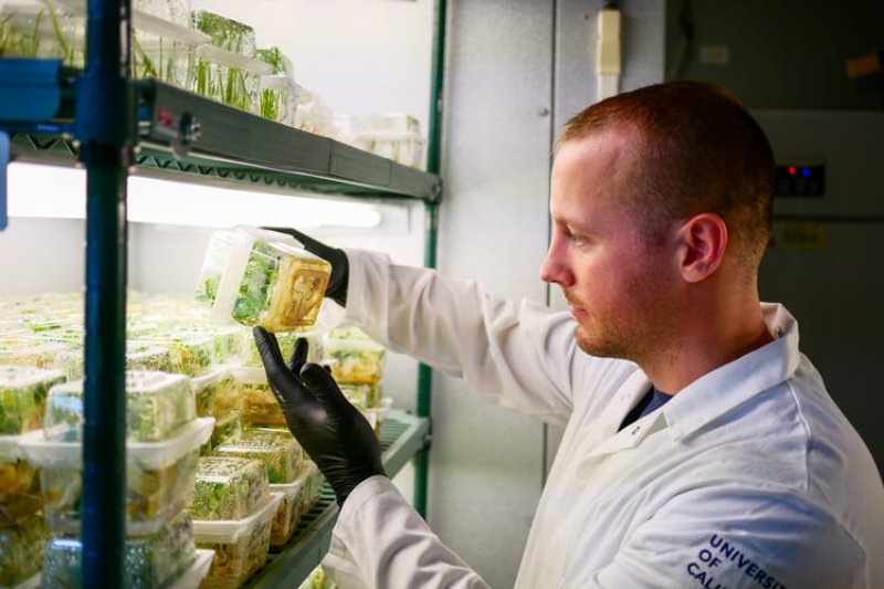 Jesse Jones, lab manager of the Plant Genomics and Transformation Facility at the Innovative Genomics Institute, examines seedlings of crop plants that have been edited using CRISPR techniques. Credit: IGI