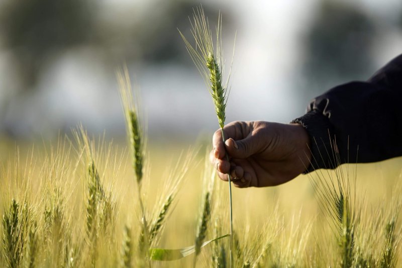 Viewpoint: Why aren’t Canada and the United States growing sustainable, genetically modified wheat?