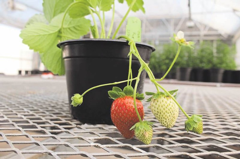 Gene-edited strawberry plant. Credit: Associated Press
