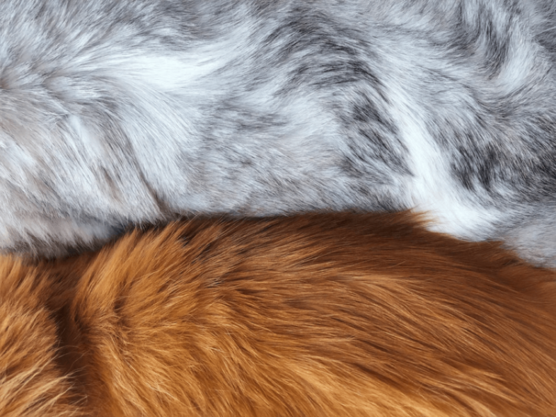 Naked evolution: Why humans do not have fur