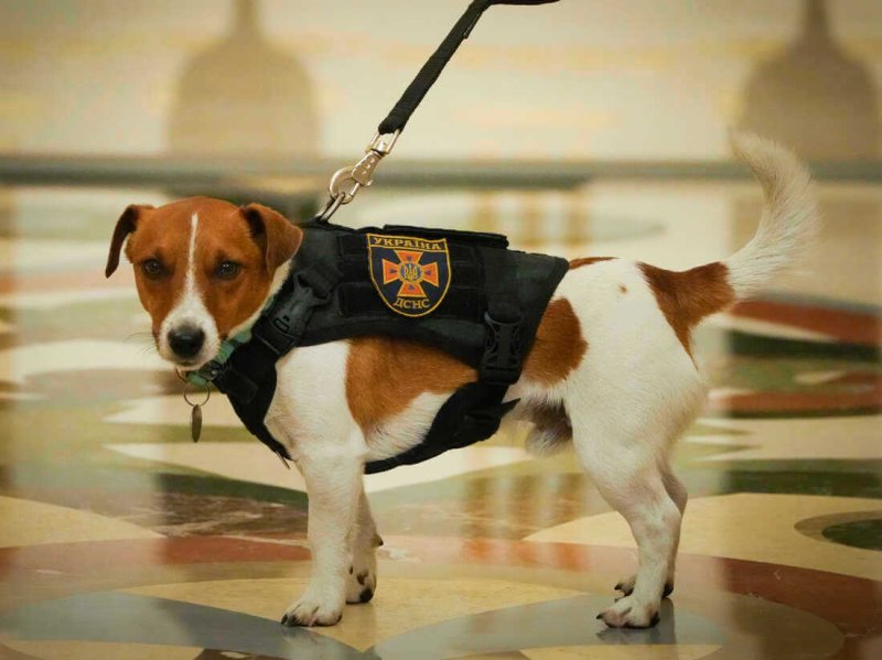 How dogs detect bombs better than devices