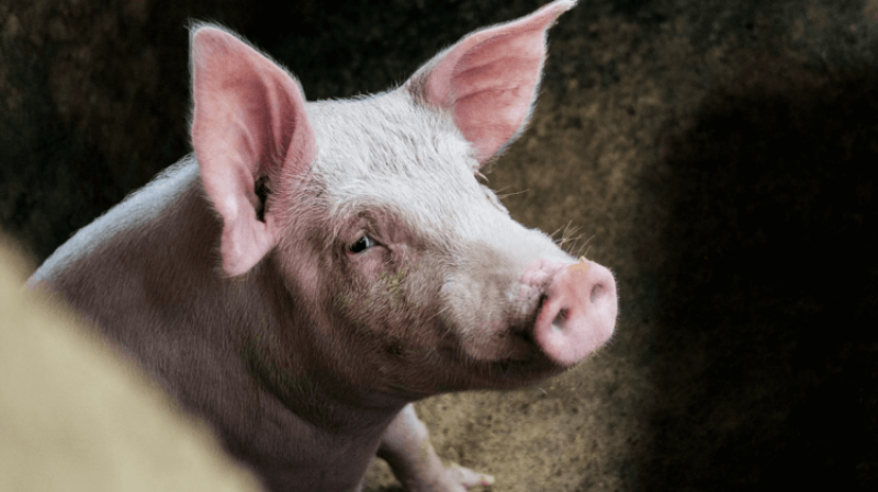 100,000 Americans are waiting for transplants. Could pig-grown organs close this gap?