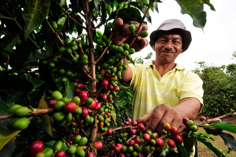 Pic by Neil Palmer CIAT A coffee farm worker in Cauca southwestern Colombia