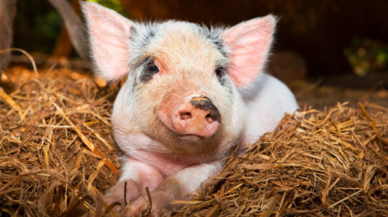 Pig growth gut health may see boost from protease supplements strict xxl