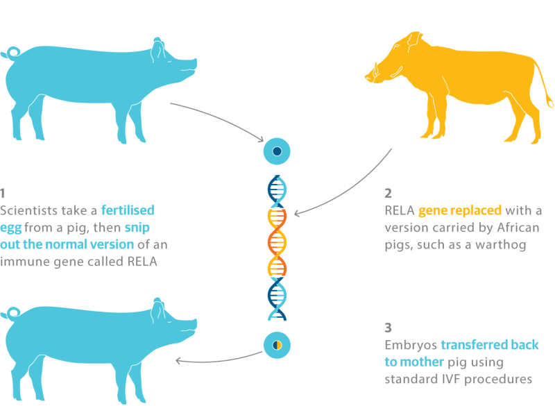 Pig genes