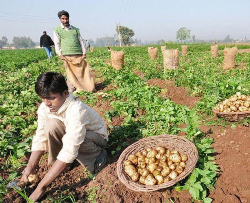 Potato farms