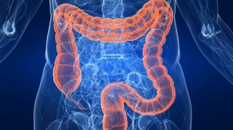 Probiotic potential Altering gut bacteria shows promise for fatty liver disease strict xxl