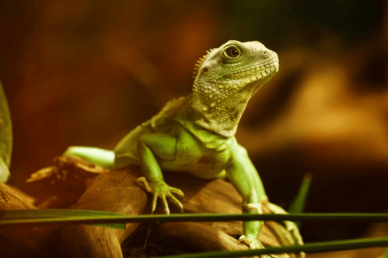 The myth of the reptilian human brain is tenacious – but wrong