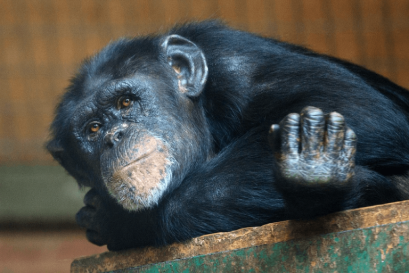 Chimpanzee ‘language’ deciphered by scientists