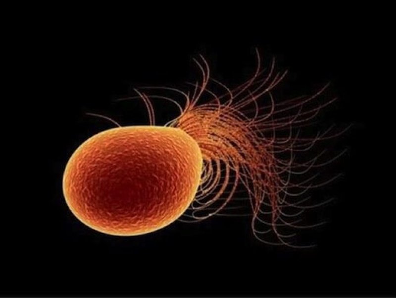 Pyrococcus