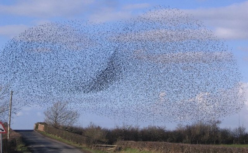 Rail Bridge Swarm of Starlings geograph org uk