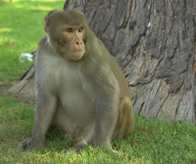 Rhesus Macaque Red Fort Agra