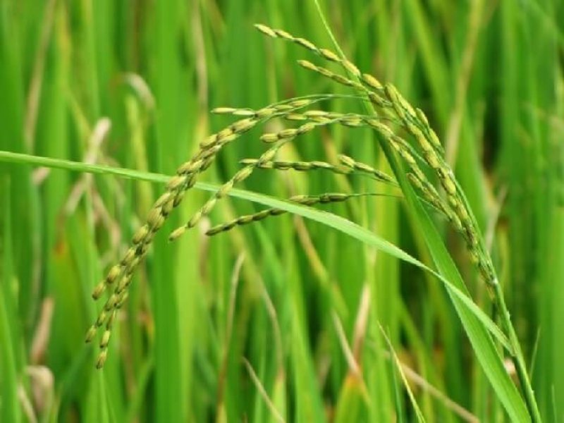 Rice plant x