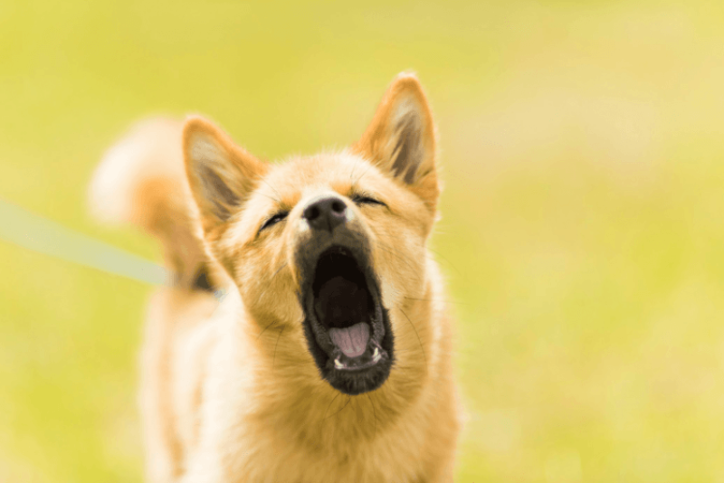 Canine communication: Here’s what your dog is trying to tell you