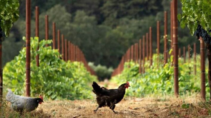 Regenerative agriculture catching on in Sonoma wine country