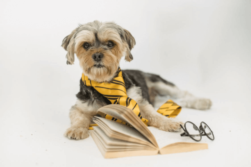 ‘Animals are very smart, but not in the same way as us’: Explaining the differences between human and animal intelligence