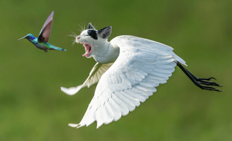 CRISPR cats and dogs? Royal Society for the Protection of Cruelty to Animals raises alarm the pets could be ‘created’ with extreme features under new UK gene editing law