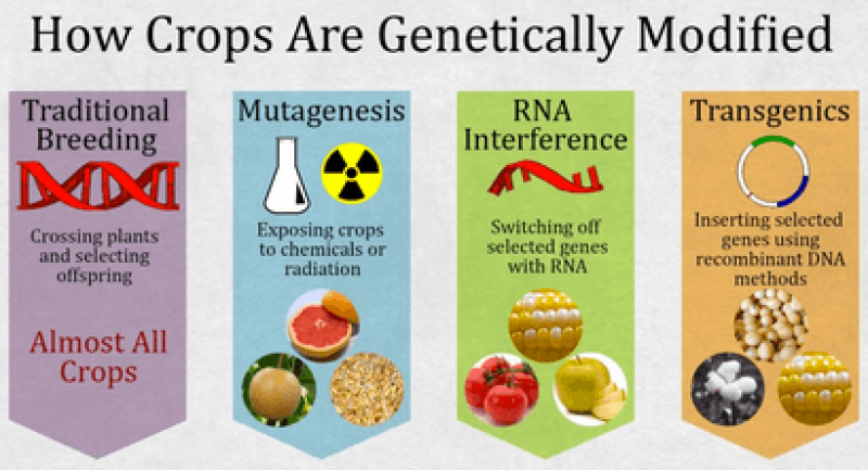Glp Infographic How Crops Are Modified Are Gmos More Dangerous Genetic Literacy Project