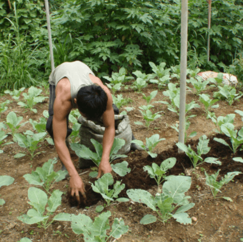 Organic farming key to feeding the world - Genetic Literacy Project