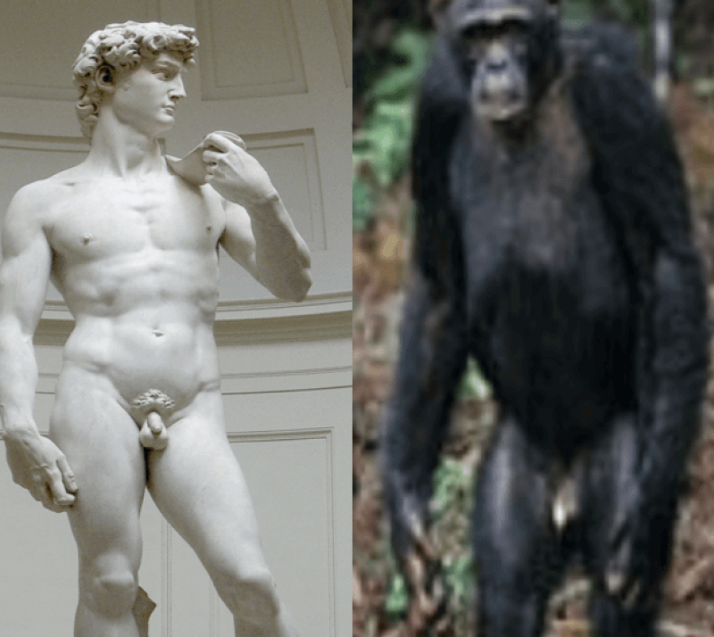 Why humans have larger penises and smaller testicles than other great apes  - Genetic Literacy Project